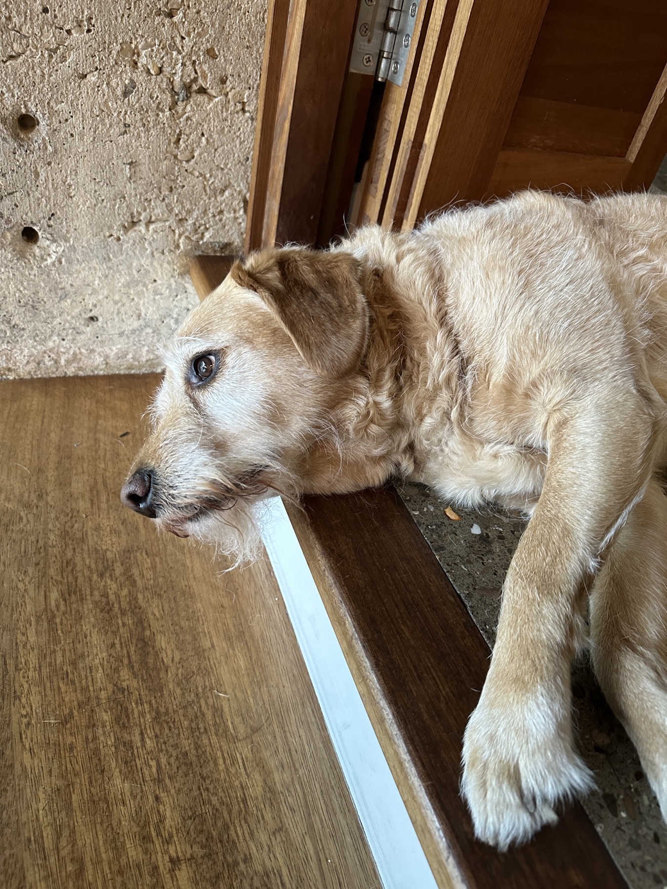The old dog on the step