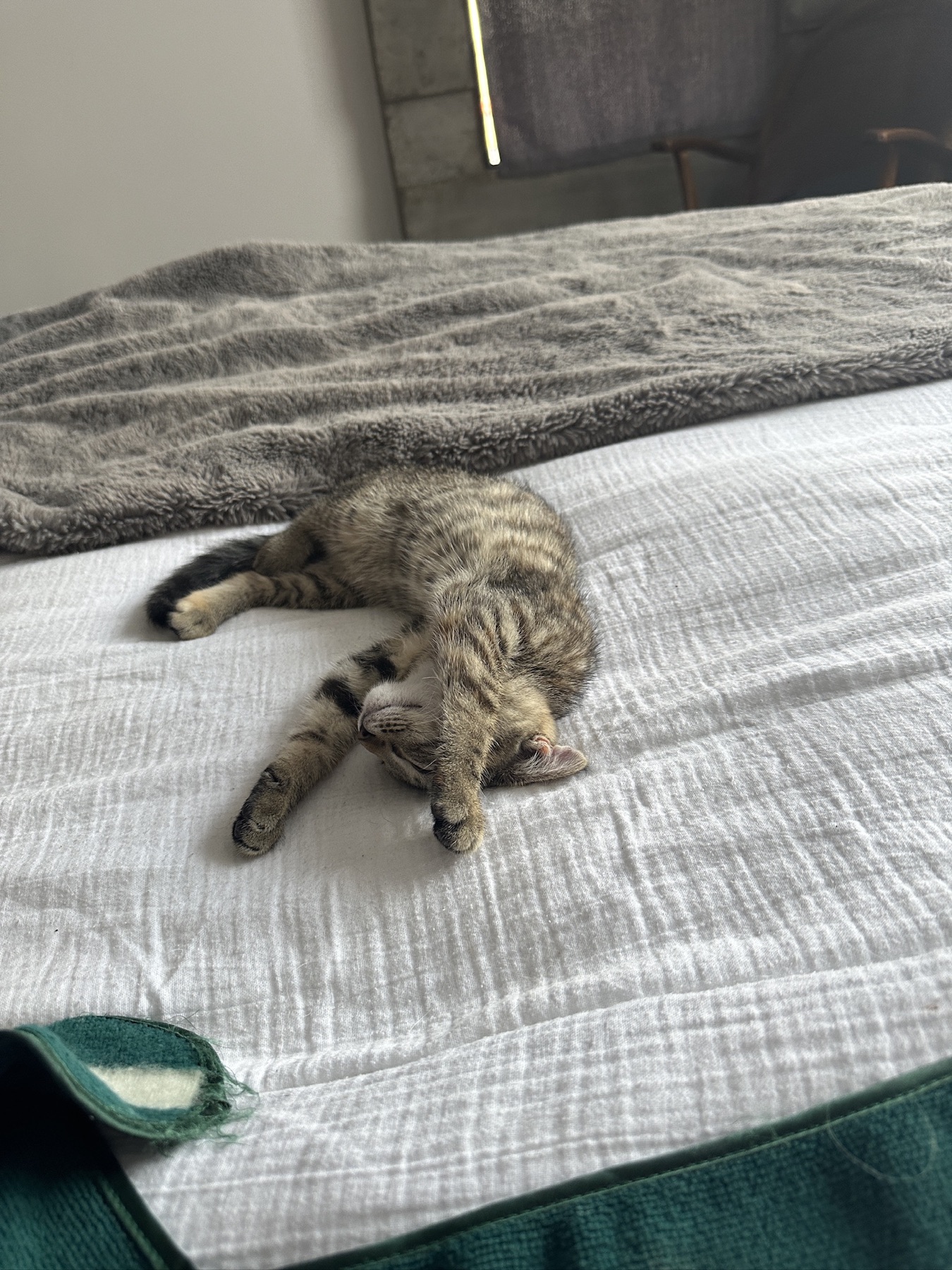 A tabby kitten asleep on the bed