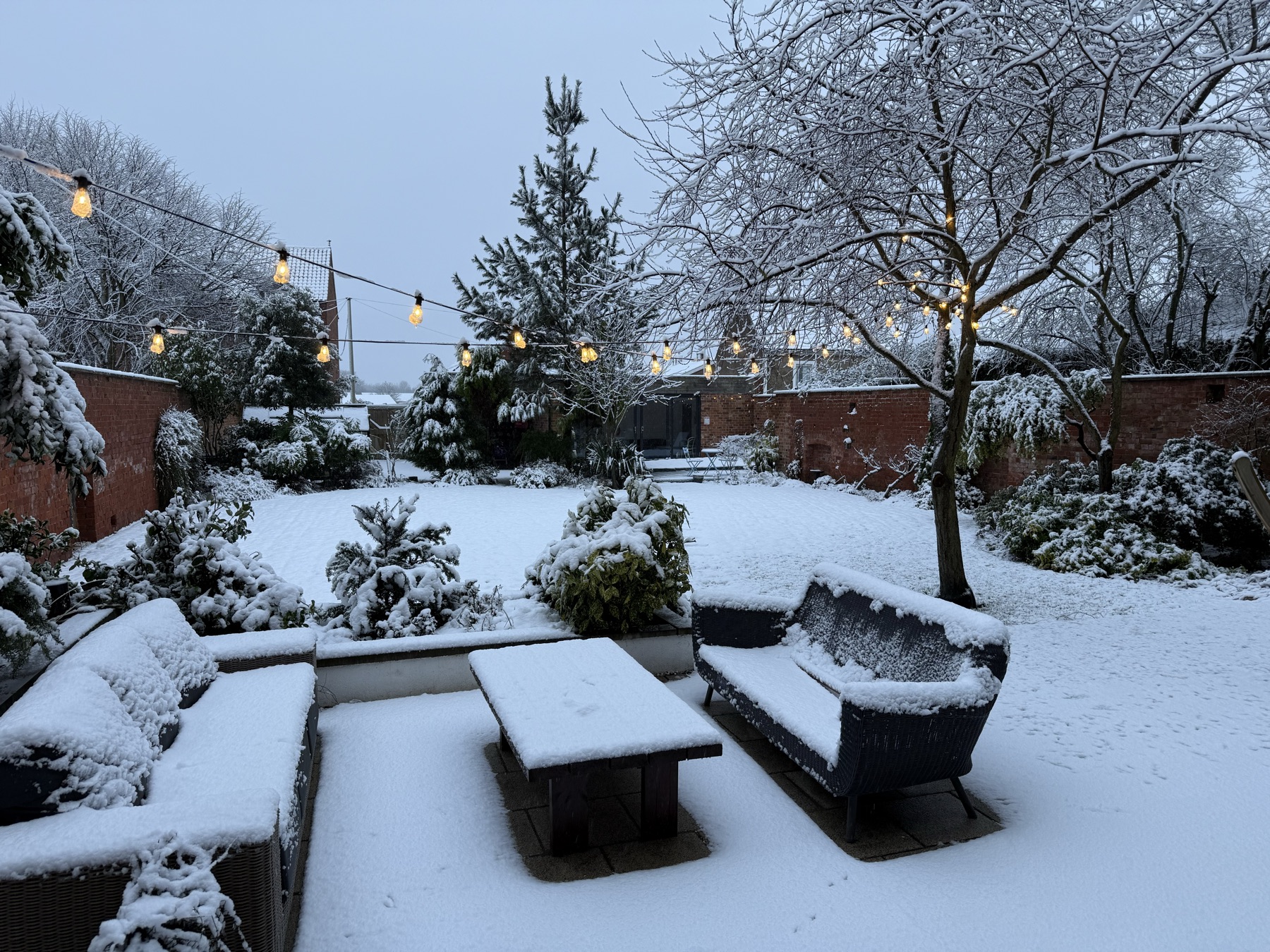 The garden in snow, festoon lights still up