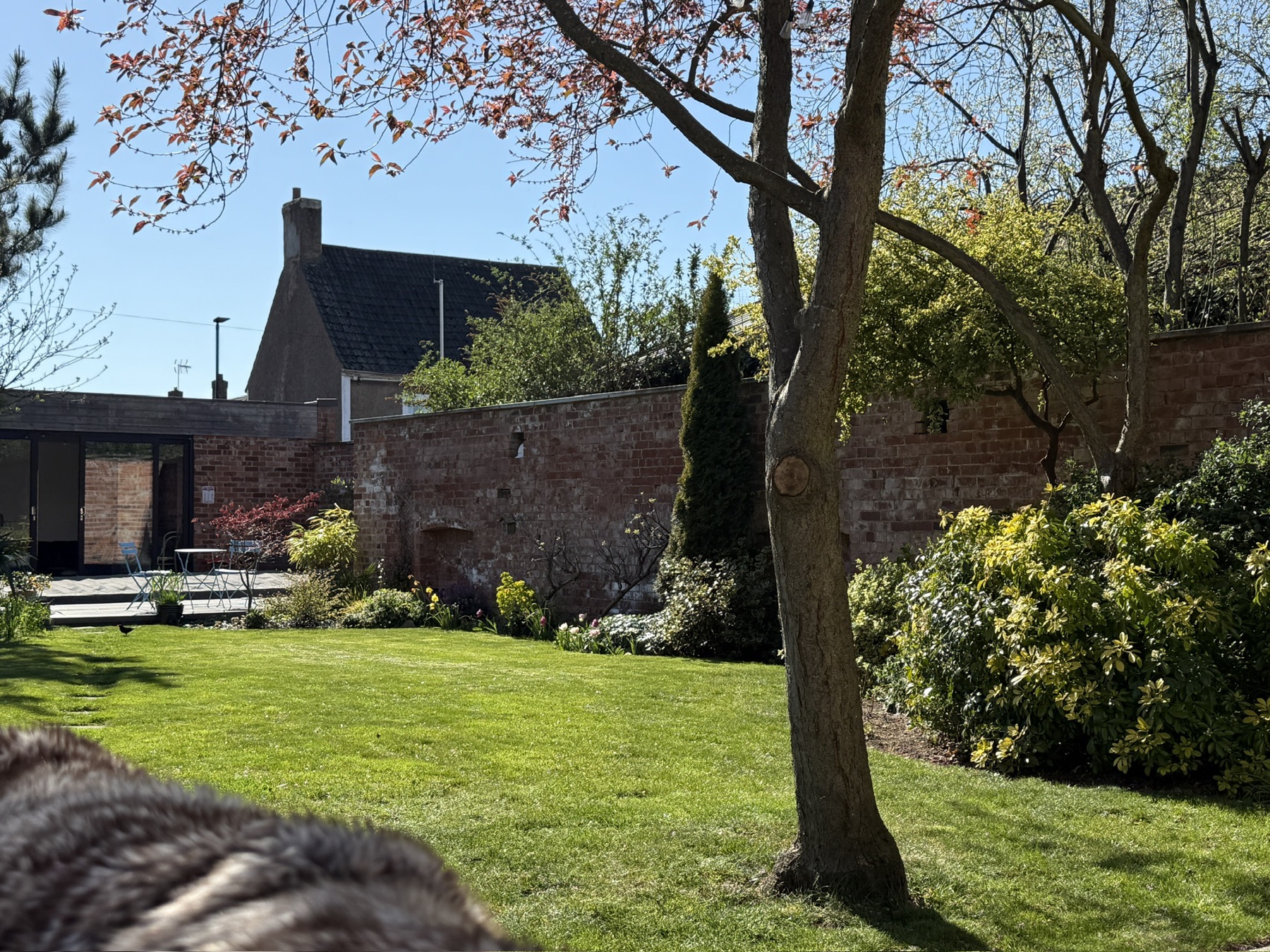 Spring in the garden, a dog looking out