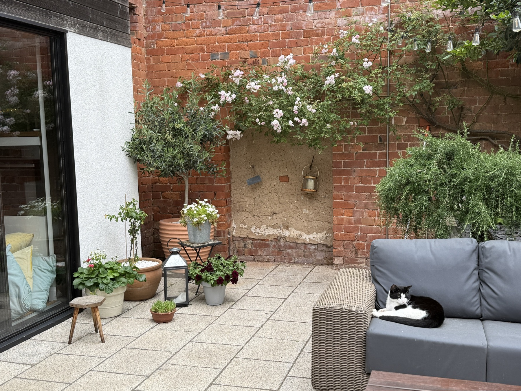 The courtyard: roses on the old brick, the tuxedo cat on the sofa