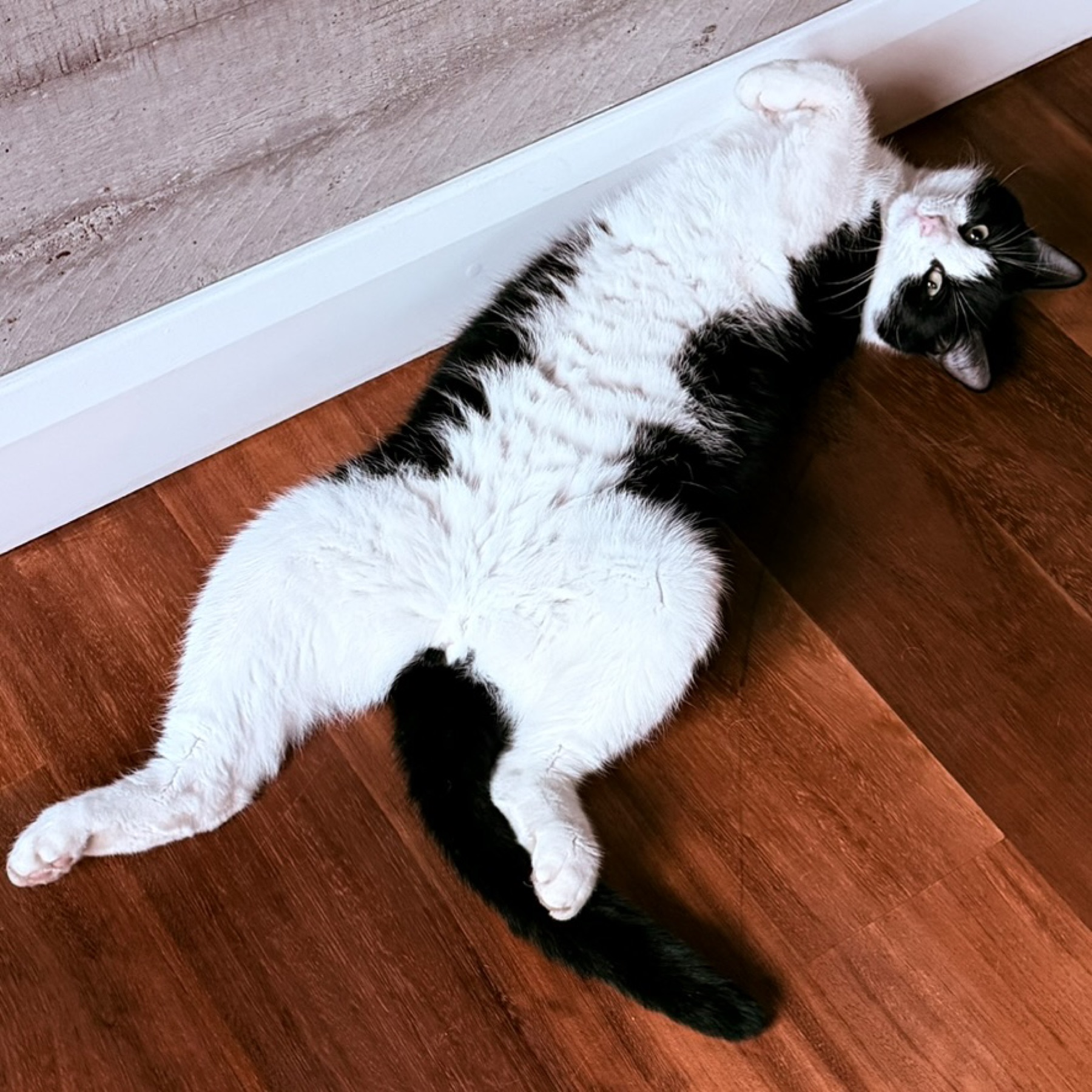 The tuxedo cat on his back on the wooden floor
